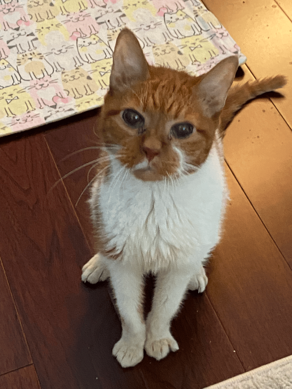 HOPE Resident - Timothy; super senior cat